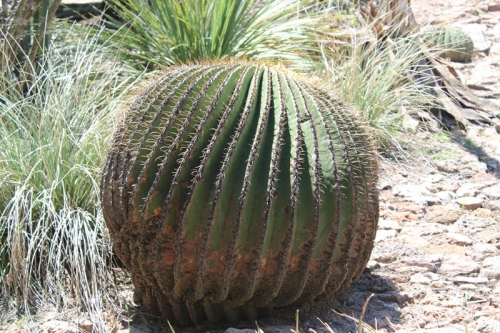 231